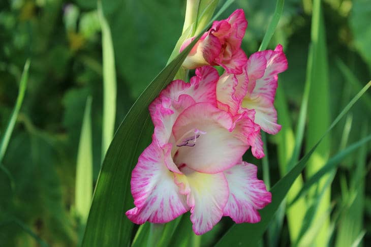 Wat gebeurt er als je gladiolen op dezelfde plek plant: de onzichtbare ondergrondse strijd?